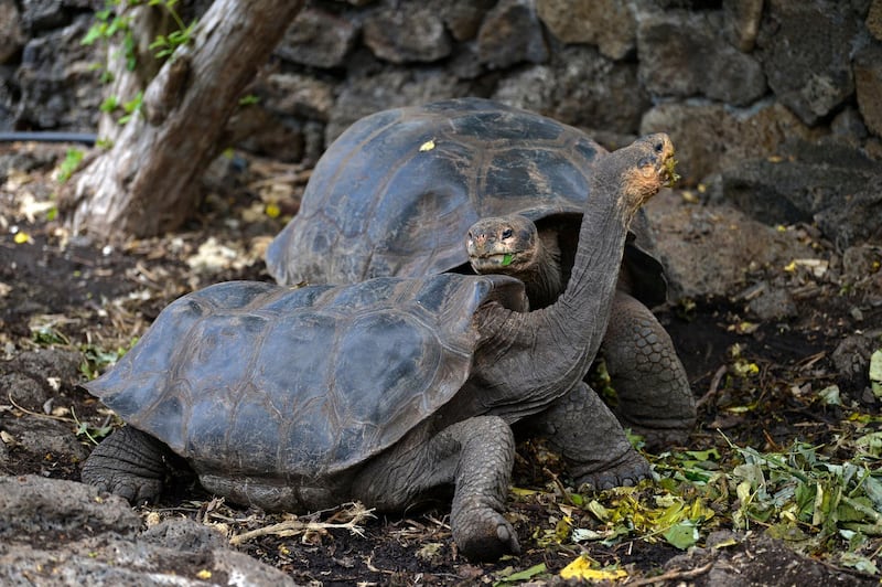 Giant tortoises are seen at a breeding centre of Galapagos National Park in Puerto Ayora, Santa Cruz Island, in the Galapagos Islands, some 900 km off the coast of Ecuador in the Pacific Ocean, on April 15, 2021. - When the coronavirus pandemic arrived in South America, human activity on the Galapagos Islands ground almost to a halt, leaving giant tortoises, iguanas and other endemic species to themselves. A four-month lockdown from February last year after COVID-19 was first detected on the continent resulted in a total hiatus for tourism and near complete shutdown of scientific activity. (Photo by Rodrigo BUENDIA / AFP)