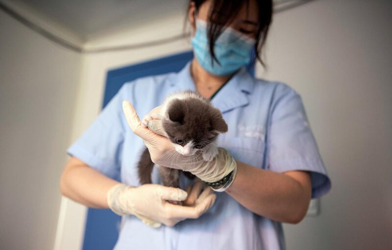 This photo taken on September 2, 2019 shows China's first cloned kitten called Garlic at the Chinese company Sinogene, a pet cloning outfit which has cloned more than 40 pet dogs since 2017, in Beijing. - To clone a dog costs a hefty 380,000 yuan (53,000 USD) and 250,000 yuan (35,000 USD) for a cat. (Photo by STR / AFP)