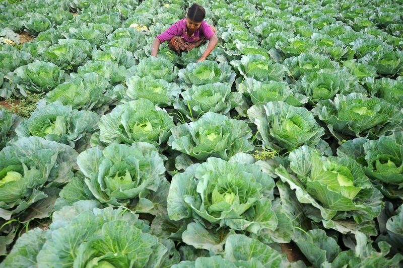 A girl works in a cabbage plantation in the western Myanmar state of Rakhine. Tens of thousands of census-takers fanned out across Myanmar on March 30 to gather data for a rare snapshot of the former junta-ruled nation. Soe Than Win / AFP
