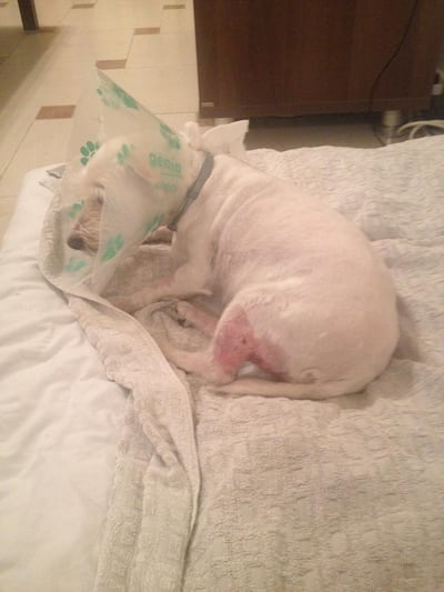 Nicola Forestiero's dog Holli, recovering from a spider bite in 2015. Nicola Forestiero