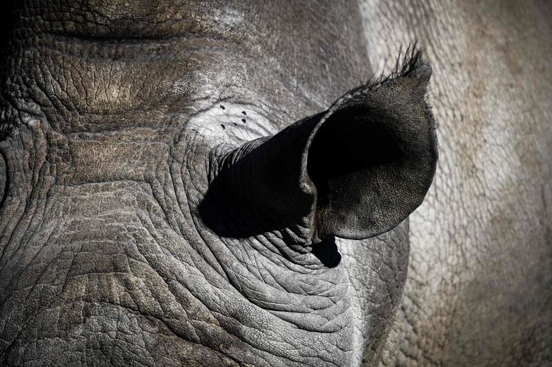 A close-up of a rhinoceros in an enclosure at the Paris zoological park. AFP