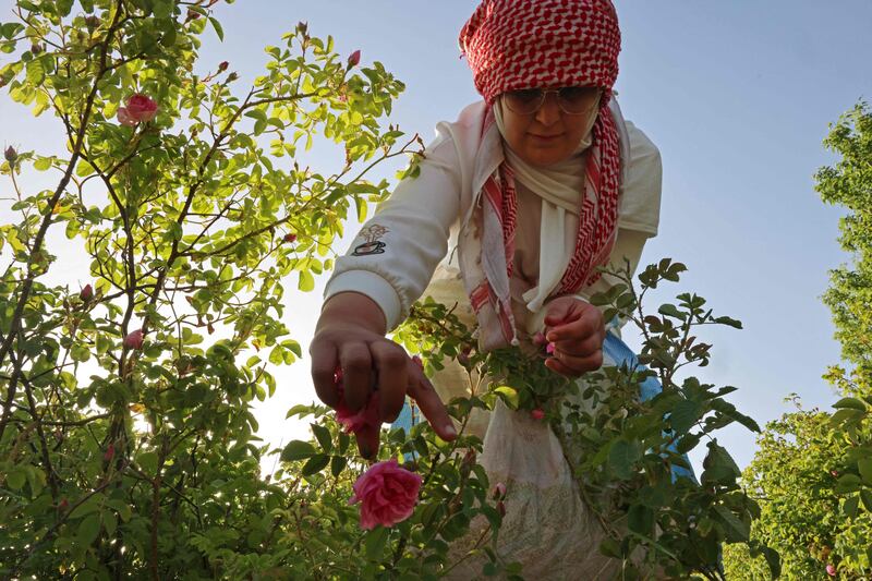 The rose season lasts for a busy few weeks in Qsarnaba