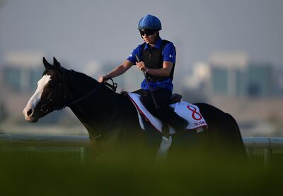 DUBAI, UNITED ARAB EMIRATES - MARCH 28: Talismanic during track work day prior to Dubai World Cup 2018 at the Meydan Racecourse on March 28, 2018 in Dubai, United Arab Emirates.  (Photo by Tom Dulat/Getty Images)