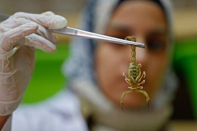 Egyptian pharmacist Nahla Abdel-Hameed catches a scorpion at the Scorpion Kingdom laboratory and farm in Egypt's Western Desert, near the city of Dakhla in the New Valley, some 700 Southeast the capital, on February 4, 2021. Biomedical researchers are studying the pharmaceutical properties of scorpion venom, making the rare and potent neurotoxin a highly sought-after commodity now produced in several Middle Eastern countries. / AFP / Khaled DESOUKI

