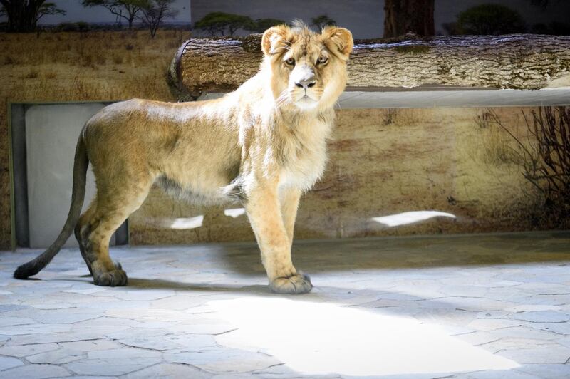 The 15-month-old African male lion named Makuti stands at his enclosure after arriving  from the city of Erfurt in Germany, at the Servion Zoo, Servion, Switzerland.  EPA