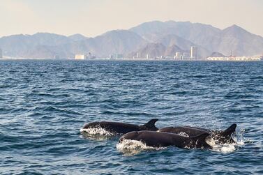 False killer whales, one of the larger species of dolphins that reach lengths of up to six metres, have been seen in UAE waters. Courtesy: Dr Csaba Geczy