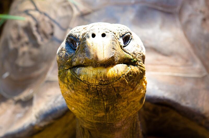 Giant Galapagos tortoise Hugo at the Australian Reptile Park in Somersby, New South Wales, Australia. EPA
