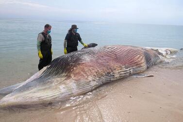 The Bryde's whale was discovered on Monday