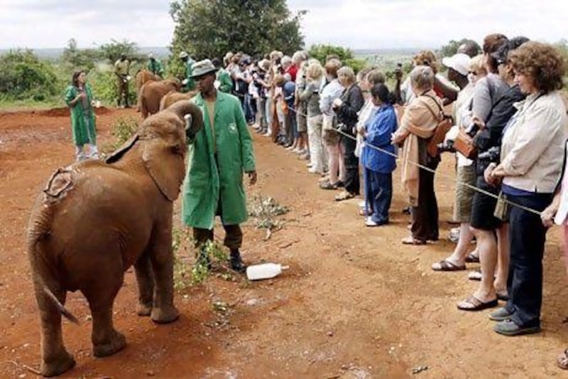 Tourists watch keepers feed milk to orphaned baby elephants at the David Sheldrick Wildlife Trust in Nairobi. EPA