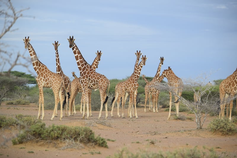 Droughts have forced formerly nomadic people to settle near rivers, limiting the giraffes’ access to water
