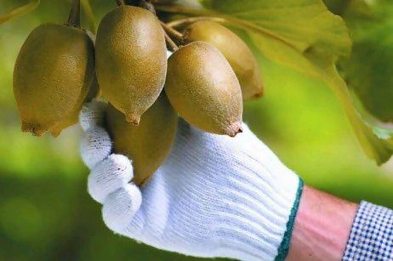 The picking season for the Kiwi fruit in New Zealand is in the winter months of April and May. Courtesy Zespri