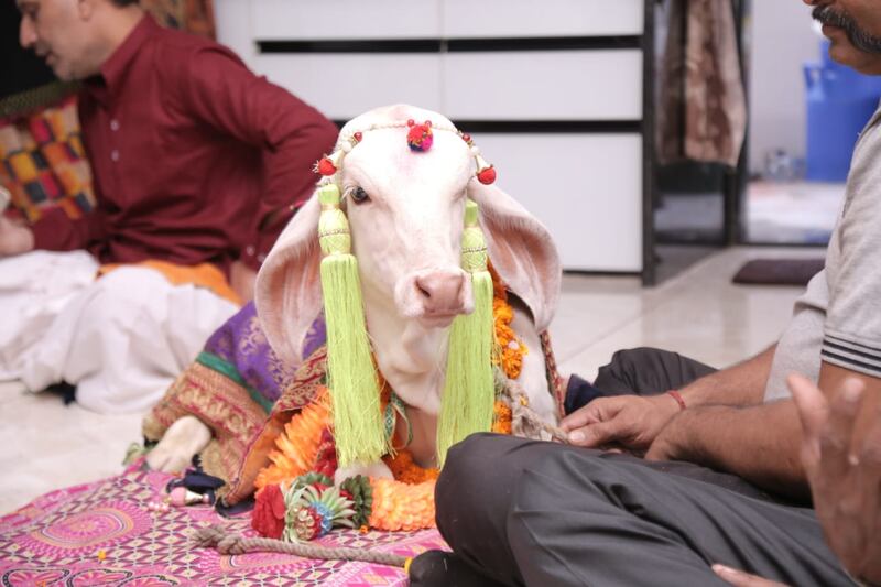 Heifer Chandramouli, pictured, and calf Shankeshwar said ‘I moo ’ in a ceremony attended by about 10,000 human guests and 2,800 cattle