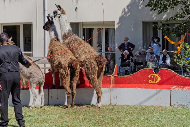Residents of a retirement home look at lamas during a show by artists of the Zavatta circus who came to perform exclusively for them,  in la Riche, France.  AFP