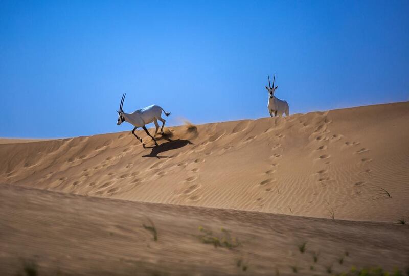 The reserve is now 15 years old and home to 450 wild Arabian oryx, but it has not always been so peaceful.