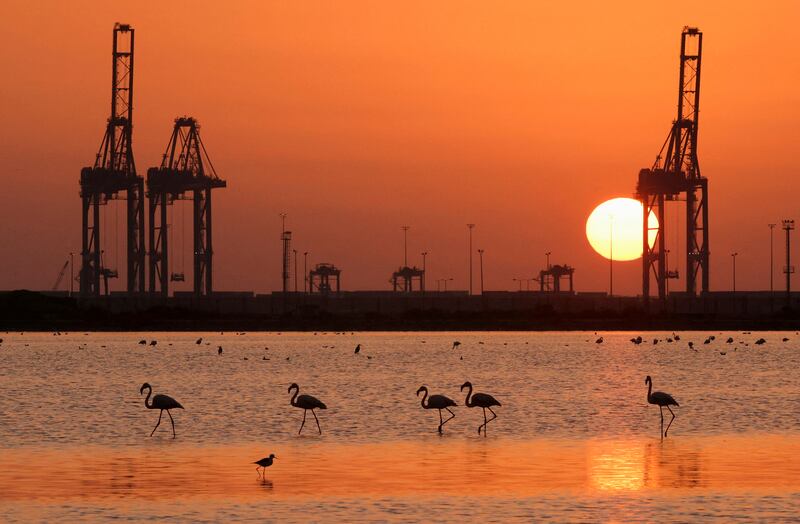 Migratory flamingos arriving from Europe take to the water at Port Fouad Nature Reserve, on the outskirts of Port Said Governorate, Egypt. Reuters