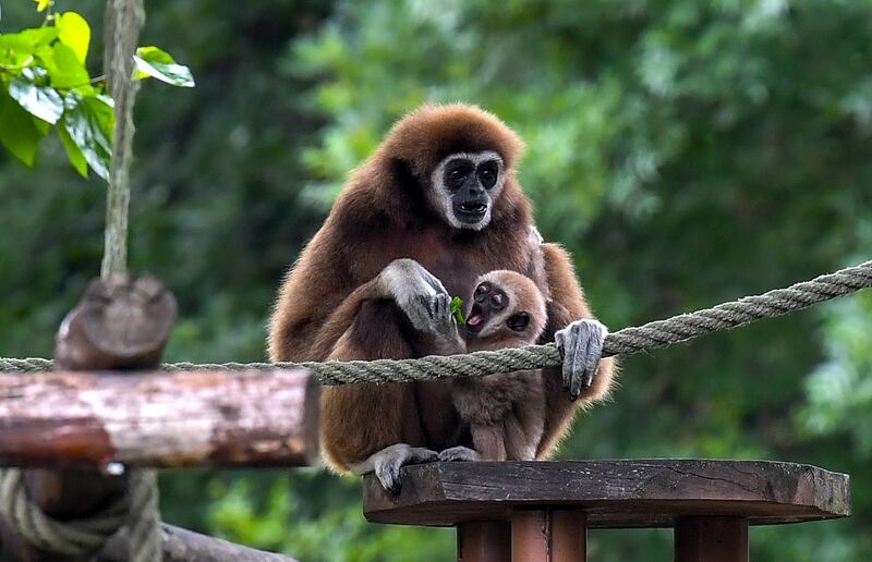 Mother Ane with her six month old daughter, white-handed gibbon infant born at the Skopje Zoo in Skopje, North Macedonia,.  EPA
