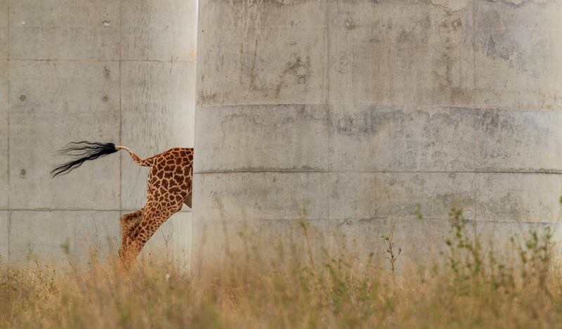 The Disappearing Giraffe. Jose Fragozo / Wildlife Photographer of the Year