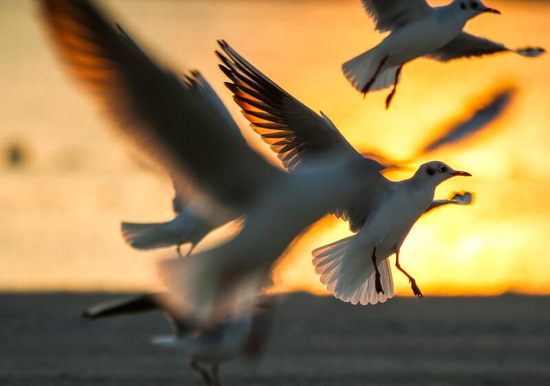 Gulls at sunset at Al Hudayriat Island. Victor Besa / The National