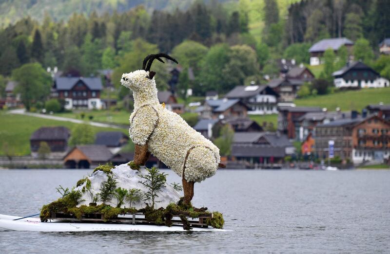 A boat carrying a mountain goat figure made of white narcissi parades during the 61st Daffodils Festival on Lake Grundlsee, Ausseerland region, Austria. AFP