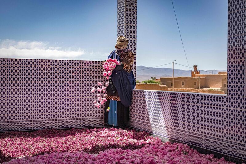 A man spreads rose petals outside a house during The Roses Festival in the city of Kelaat M'Gouna, Morocco.  AFP