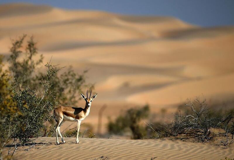 A sand gazelle at Al Marzoom Hunting Reserve, 150km west of Abu Dhabi.