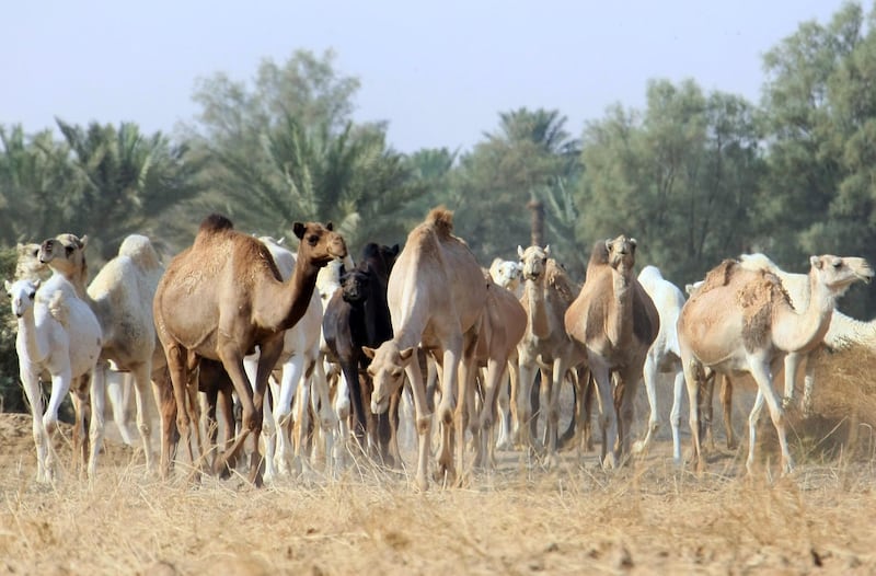 Camels walk at Qassim desert, 350 kms north of the Saudi capital Riyadh, 20 November 2007. AFP PHOTO/HASSAN AMMAR / AFP PHOTO / HASSAN AMMAR