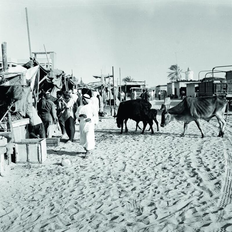 Cattle wandering through the old souq. Courtesy Al Ittihad