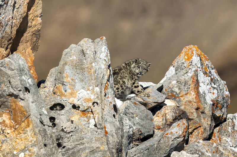 Baby On The Rocks by Frédéric Larrey. When this six-month-old snow leopard cub wasn’t following its mother and copying her movements, it sought protection among the rocks. This was the second family of snow leopards that Frédéric photographed on the Tibetan plateau in autumn 2017. Courtesy Natural History Museum 