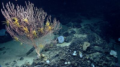 Corals on Mytilus Seamount off the coast of New England in the North Atlantic Ocean. Photo: AP