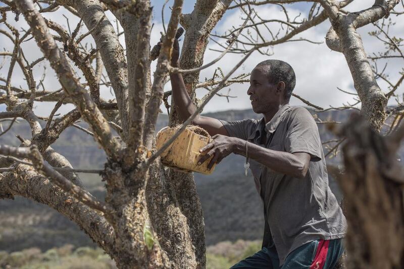 Mohammed Ahmed Ali wounds a frankincense tree near Mader Moge, Somaliland. In the last six years, prices for raw frankincense have shot up from around $1 (Dh3,67) per kilogram to $5 to $7.