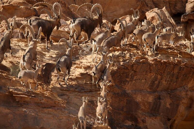 Ibex find their way around the Wadi Rum natural reserve after their release into Jordan as part of the conservation campaign. Salah Malkawi for The National
