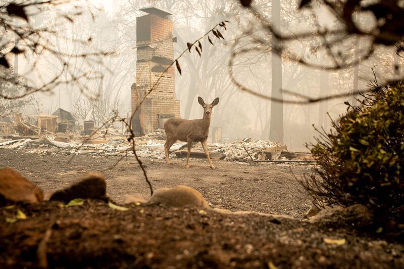 A deer looks on from a burned residence after the Camp fire tore through the area in Paradise. AFP