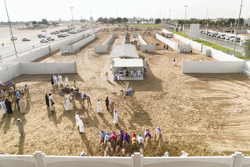 DUBAI, UNITED ARAB EMIRATES - Feb 15, 2018.

Camels behind the racetrack Al Marmoum.

The fastest camels in the Gulf will compete for cash, swords, rifles and luxury vehicles totalling Dh95 million at the first annual Sheikh Hamdan Bin Mohammed Bin Rashid Al Maktoum Camel Race Festival in Dubai.


(Photo: Reem Mohammed/ The National)

Reporter:
Section: NA