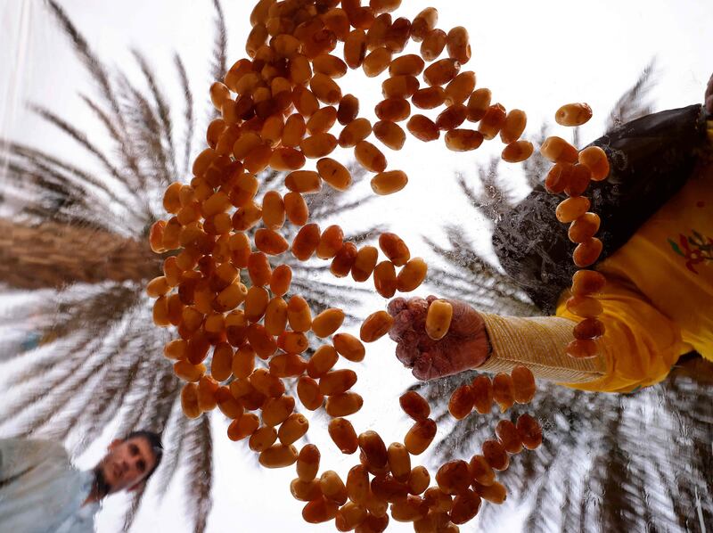 Emirati farmers harvest dates in Khanou.