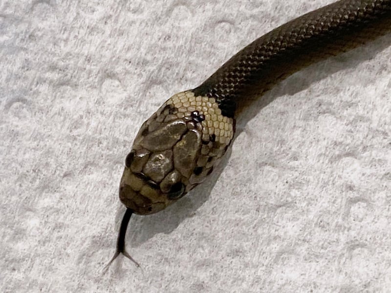 In this photo provided by Wildlife Information, Rescue and Education Service (WIRES), a Pale-headed snake is photographed in Sydney, Thursday, April 15, 2021. This is the venomous snake that authorities say made an 870-kilometer (540-mile) journey to Sydney from a Toowoomba packing plant wrapped in plastic with a pair of baby cos lettuces. (Gary Pattinson/WIRES via AP)