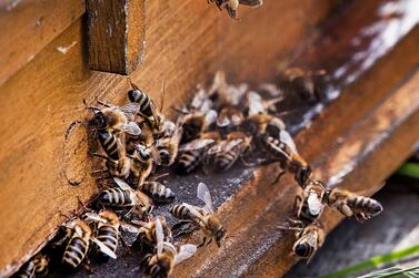 Bee pollination is responsible for about one-quarter of coffee production and with the decline in bee populations, coffee yields are also going downhill. AP Photo