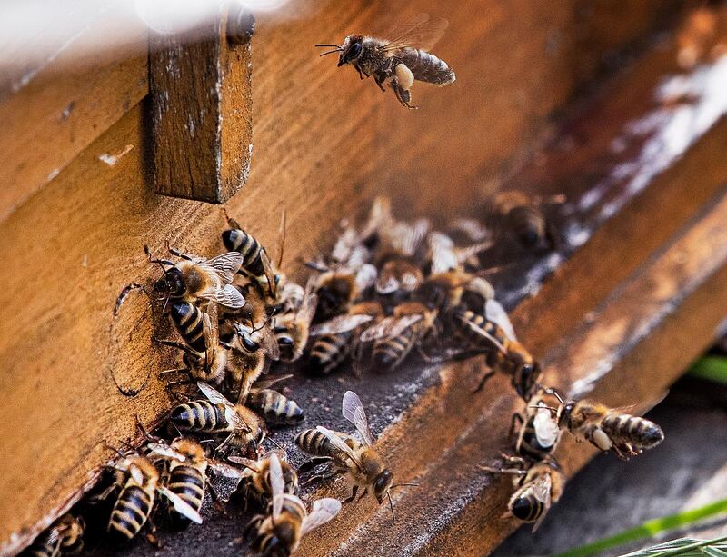 Bees gather around the entrance of a beehive in Wehrheim near Frankfurt, Germany, Monday, July 29, 2019. (AP Photo/Michael Probst)