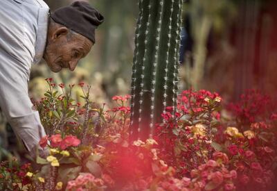 A gardener checks a display at the spring flowers exhibition at Al Orman Garden in Cairo. AP