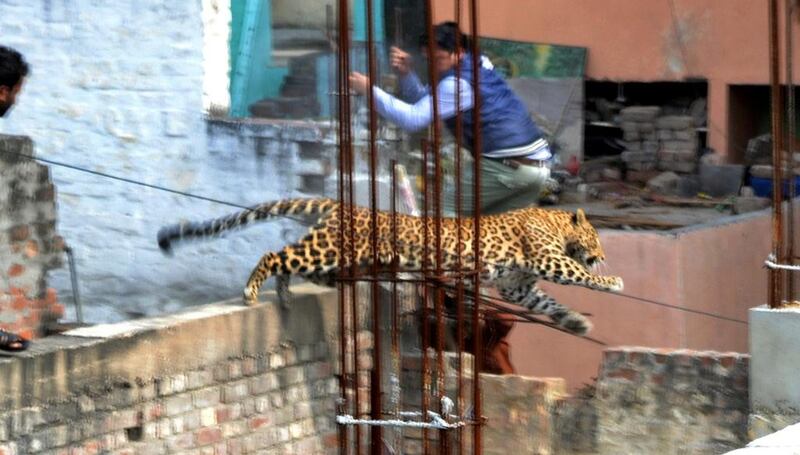 The big cat leaps across a construction site in the Degumpur residential area in Meerut on Sunday. AFP 