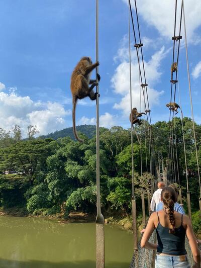 Monkeys at Royal Botanial Gardens, Kandy. Photo: Christine Harding