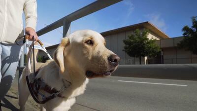Pick of the Litter. Phil, Guide Dog Puppy at Guide Dogs for the Blind. Courtesy of Sundance Selects
