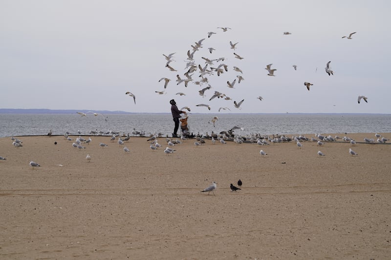 A man feeds seagulls on Brighton Beach.