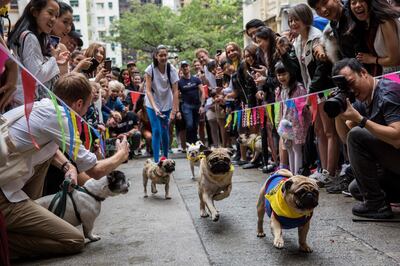 Owners and their dogs take part in "HK Doggie Dash 2018", an event held to raise money for for abandoned and surrendered dogs in Hong Kong on April 15, 2018.
Dozens of pugs and dachshunds compensated for their modest speed with peppy spirits at Hong Kong’s inaugural “doggie dash” on April 15 that raised funds and awareness for the city’s abandoned and rescued dogs. / AFP PHOTO / ISAAC LAWRENCE