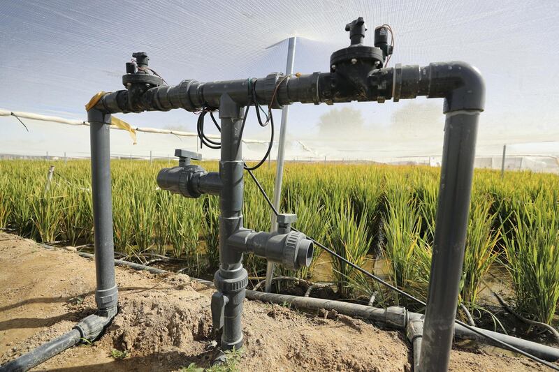 Sharjah, United Arab Emirates - Reporter: Sarwat Nasir. News. Food. Rice plants are planted in a flooded cannel at a rice farm, as part of research by the ministry to enhance UAEÕs food security. Sharjah. Monday, January 11th, 2021. Chris Whiteoak / The National