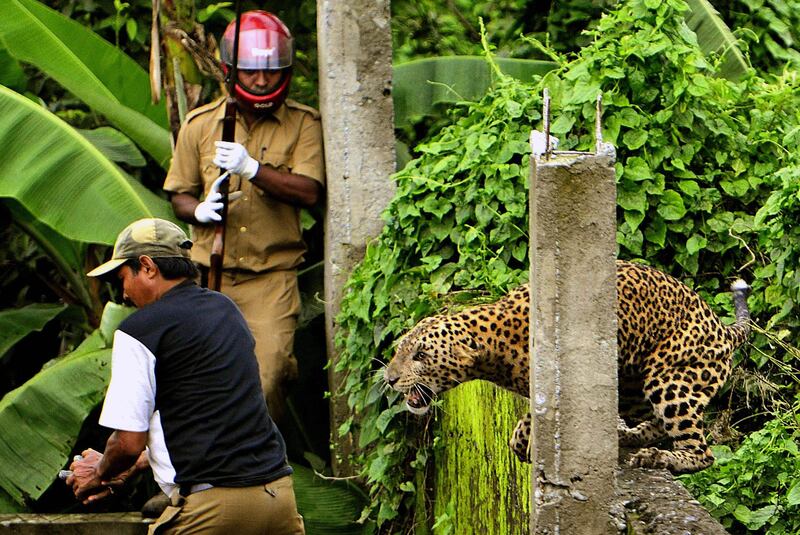 A leopard (Panthera pardus) pounces on a forest guard at Prakash Nagar village near Salugara on the outskirts of Siliguri on July 19, 2011. Six people were mauled by the leopard after the feline strayed into the village area before it was caught by forestry department officials. Forest officials made several attempt to tranquilised the full grown leopard that was wandering through a part of the densely populated city when curious crowds startled the animal, a wildlife official said. AFP PHOTO/Diptendu DUTTA
 *** Local Caption ***  451311-01-08.jpg