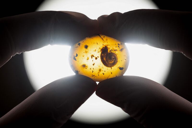 A woman holds a 99-million-year-old fossilised snail preserved in amber at the Colmar Museum of Natural History in France. AFP

