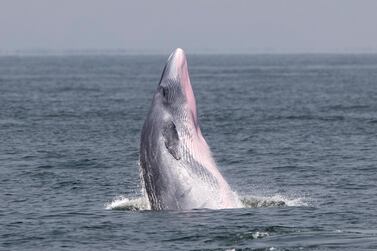 A Bryde's whale spotted in the Upper Gulf of Thailand and similar to the whales seen off Abu Dhabi. EPA 
