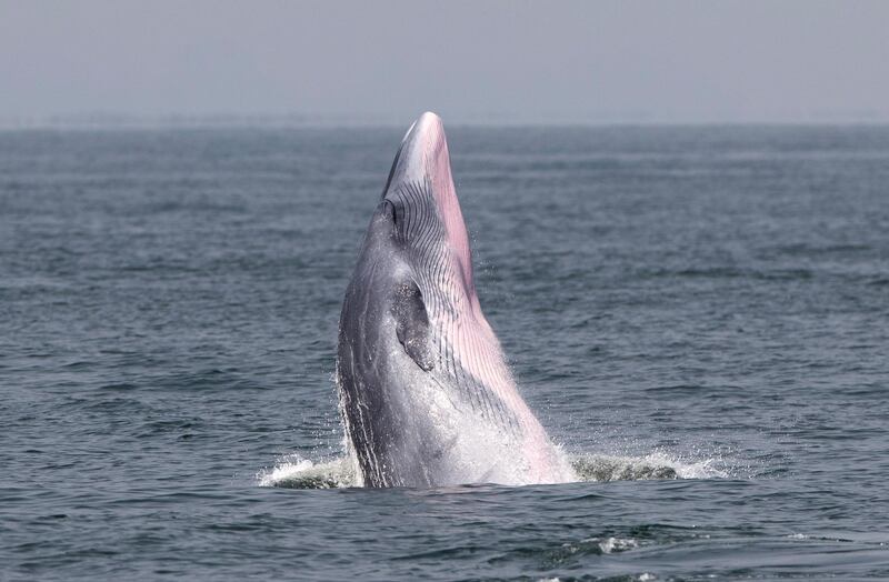 epa07917293 A Bryde's whale jumps to the surface of sea at the Upper Gulf of Thailand, 12 October 2019 (issued 13 October 2019). Bryde's whale is a baleen medium seized whale with dark grey color and a pink underbelly living in tropical to temperate waters. An estimated population of 60 to 80 Bryde's whales are living along the Upper Gulf of Thailand coastlines and commonly see its water surface feeding behavior called trap feeding or thread-water feeding. The whale were sighted all year but highly seen between October to December, according to the Wild Encounter Thailand. The Bryde's whale is listed in the Convention on International Trade in Endangered Species of Wild Fauna and Flora (CITES) which prohibits international trade of any parts of the animal.  EPA/RUNGROJ YONGRIT