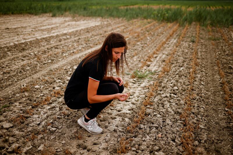 Agricultural entrepreneur Federica Vidali, 29, checks her damaged soy plant, affected by seawater flowing into the drought-hit river Po in Porto Tolle, Italy.