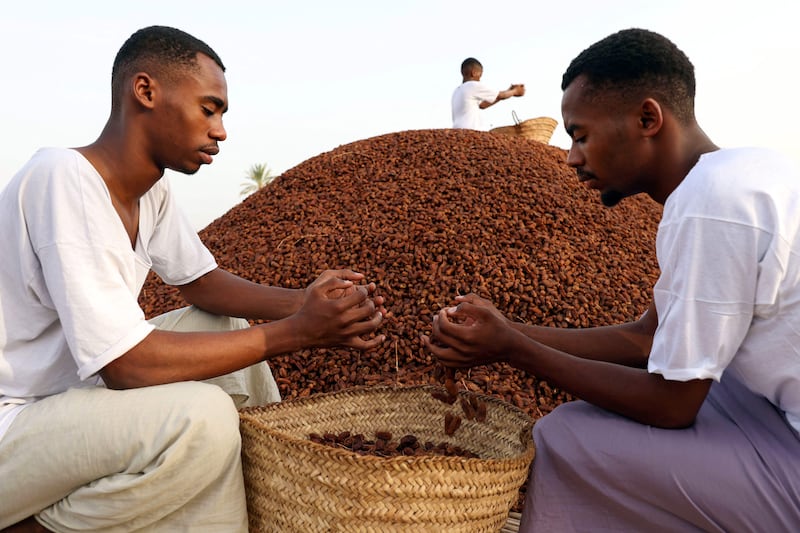 Omanis collect dried Mabsali dates in the harvest at Bidiyya.